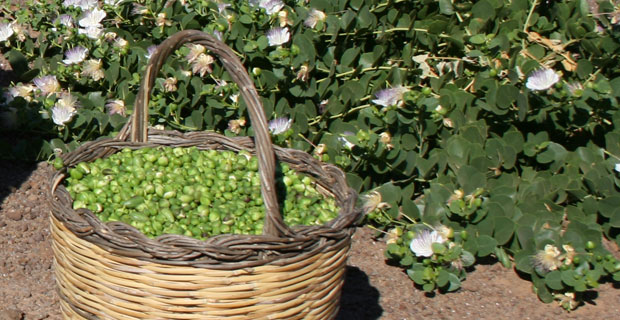 la festa del cappero in fiore di Salina